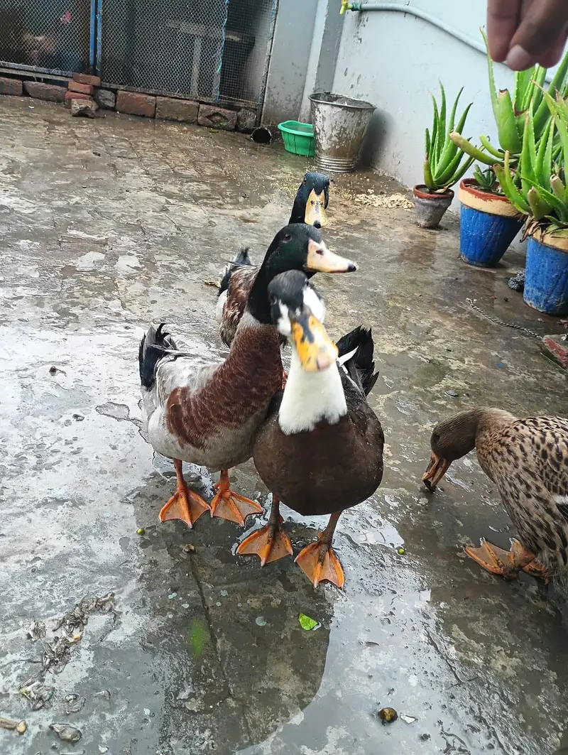 Urgent selling 2 pairs — photo 8