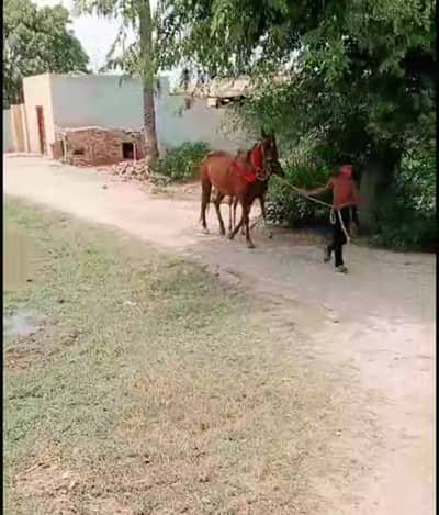 Desi Ghori Sath wachera 1 Month Ghori dobara 8 din cross