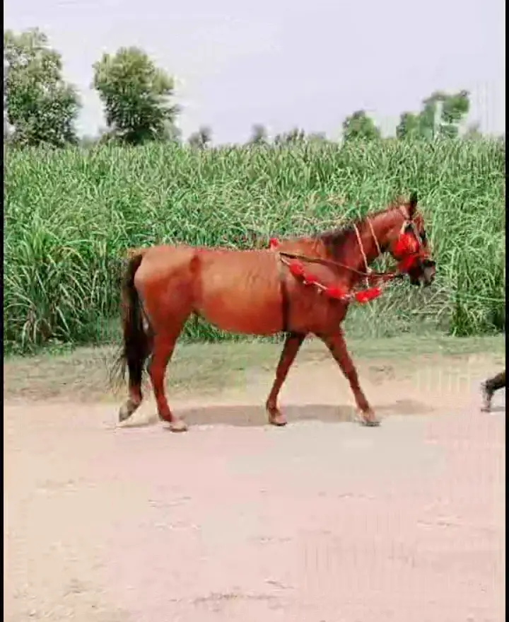 Desi Ghori Sath wachera 1 Month Ghori dobara 8 din cross — photo 2