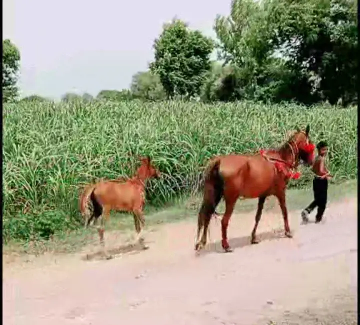 Desi Ghori Sath wachera 1 Month Ghori dobara 8 din cross — photo 3