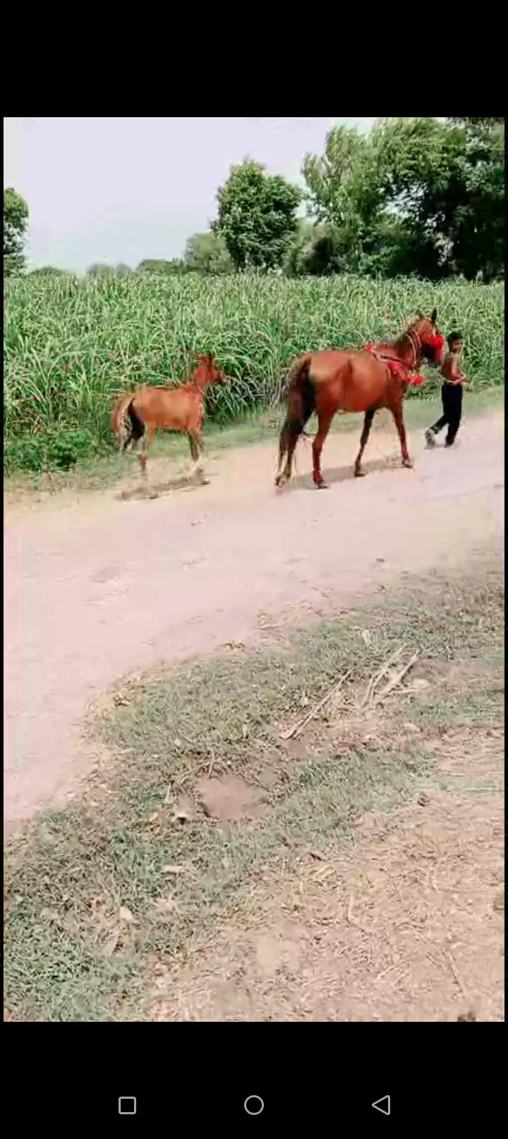 Desi Ghori Sath wachera 1 Month Ghori dobara 8 din cross — photo 4