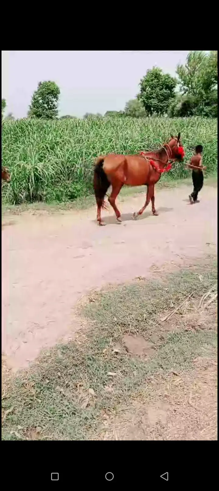 Desi Ghori Sath wachera 1 Month Ghori dobara 8 din cross — photo 5