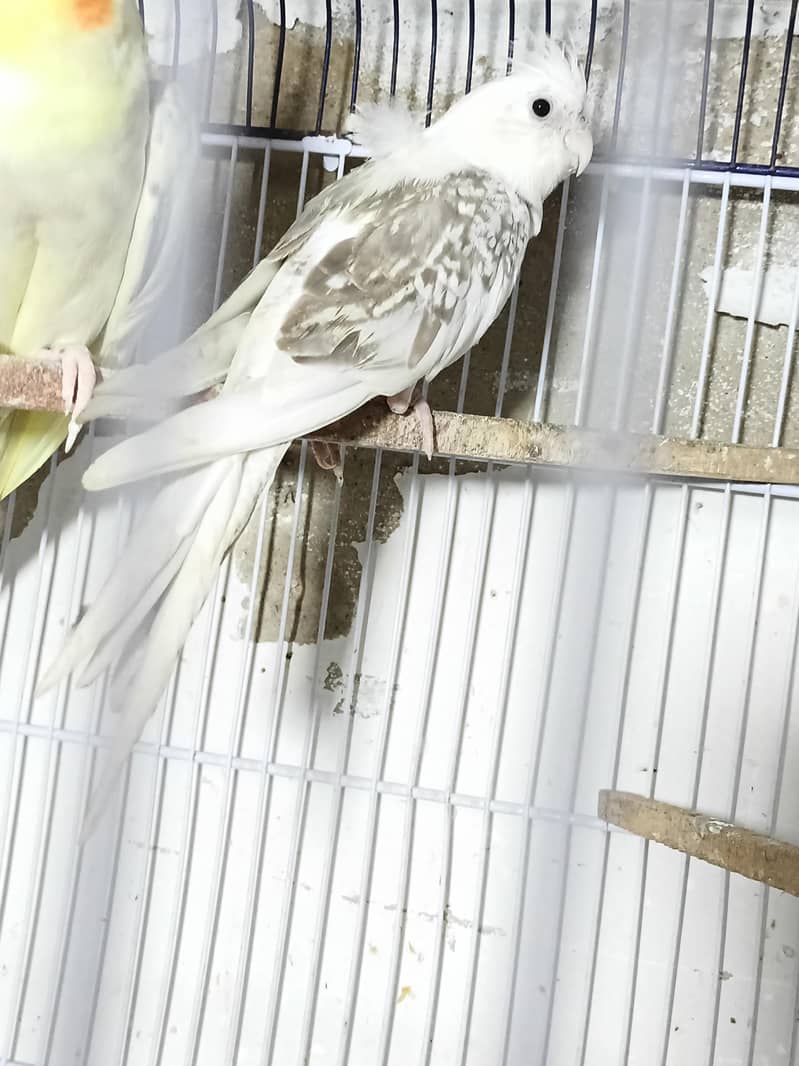 V pied Fellow split 1