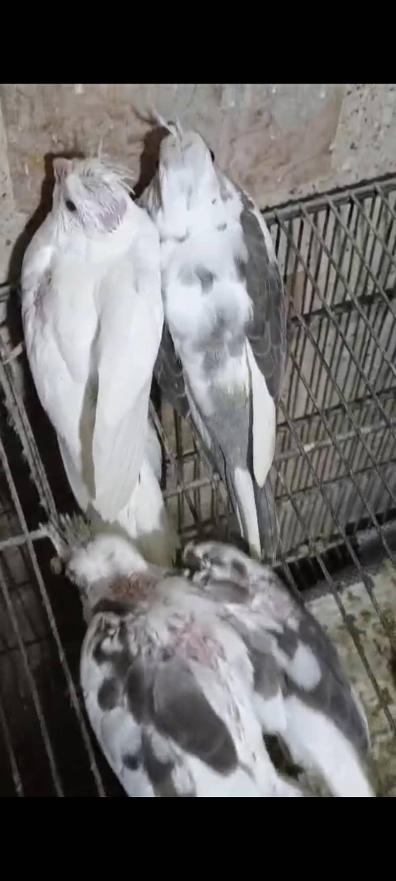 V pied Fellow split 2