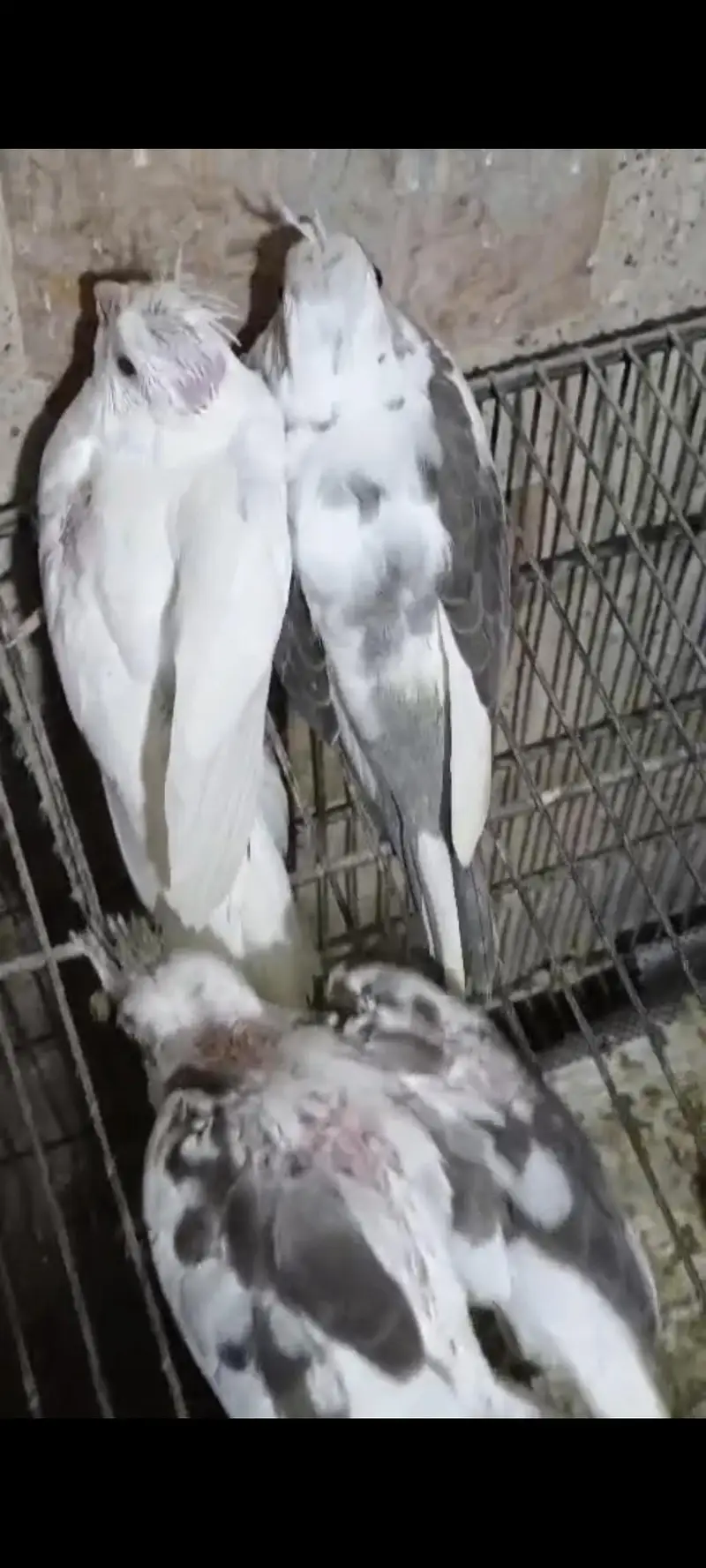 V pied Fellow split — photo 3