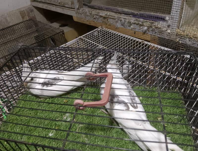 V pied Fellow split 0
