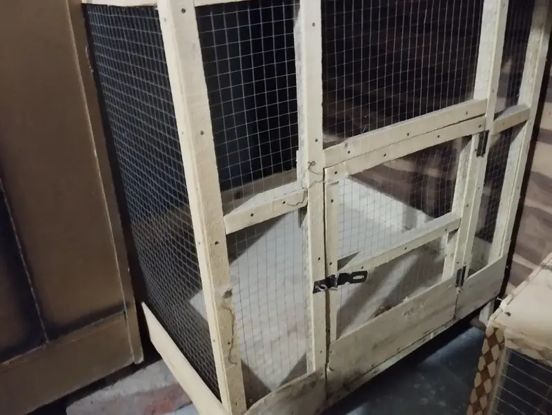 animals pet birds cages — photo 2