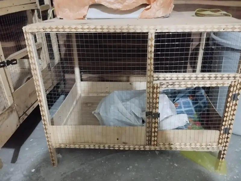 animals pet birds cages — photo 4