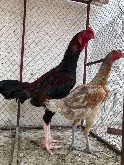 Aseel Pair (Jageeri)