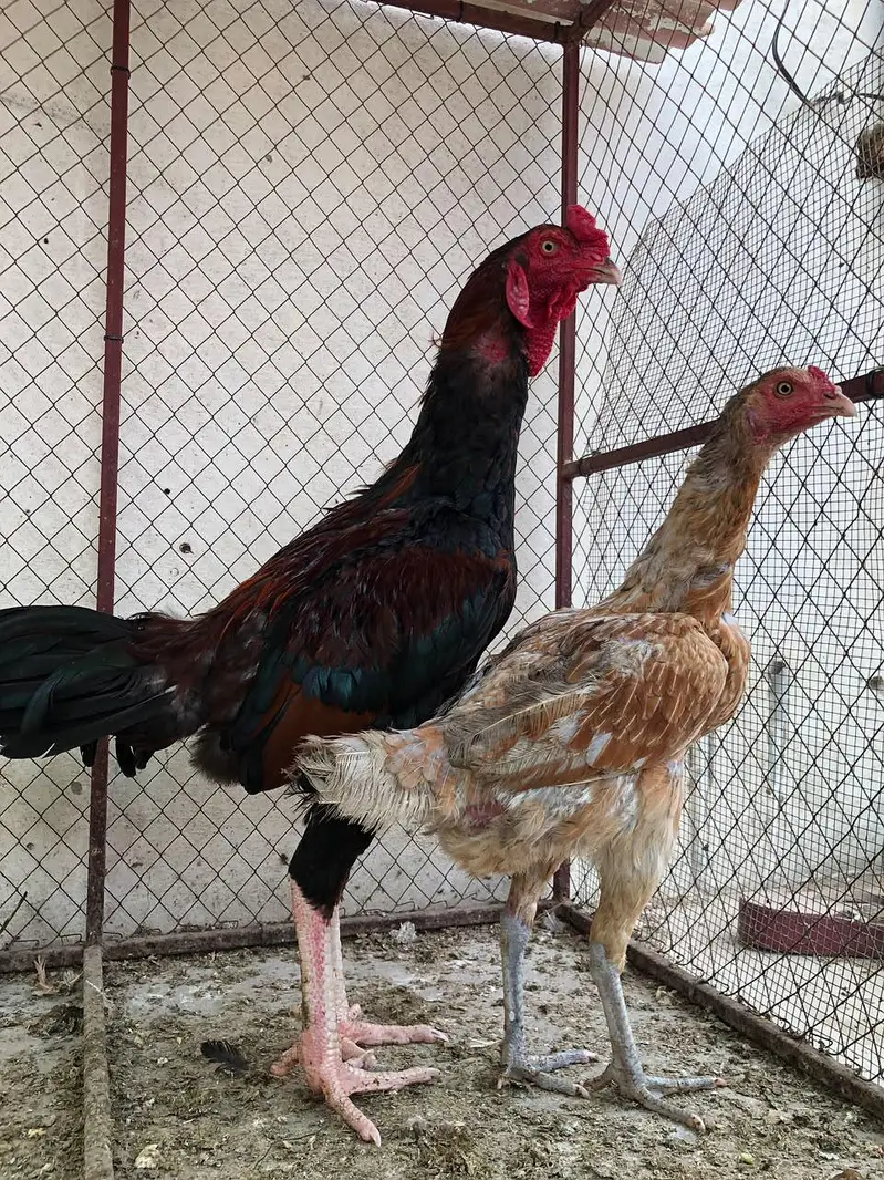 Aseel Pair (Jageeri) — photo 2