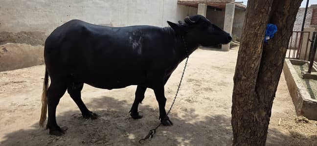 Beautiful Buffalo For Sale