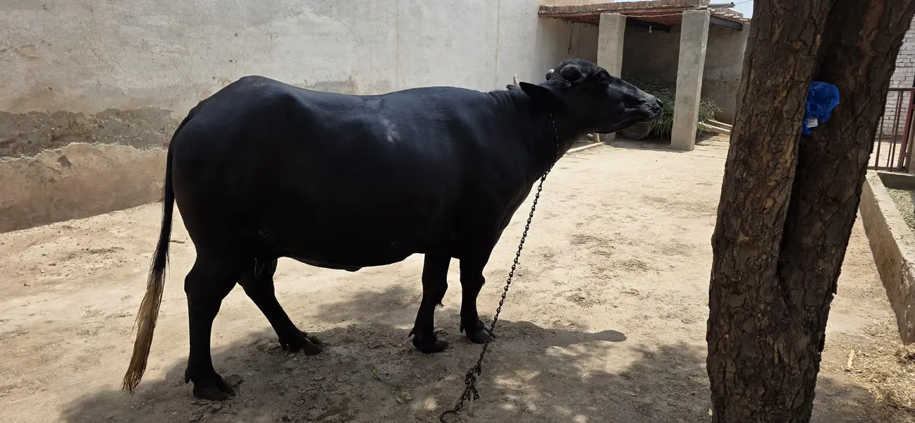 Beautiful Buffalo For Sale — photo 2