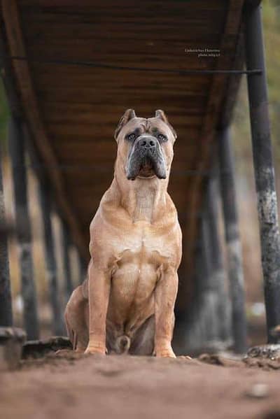 canecarso imported male for sale