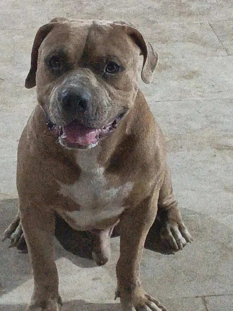 American pitbull terrier — photo 4