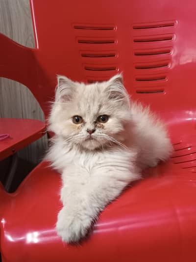 Cute male kitten Persian triple coated