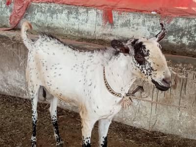 Breeding Goat