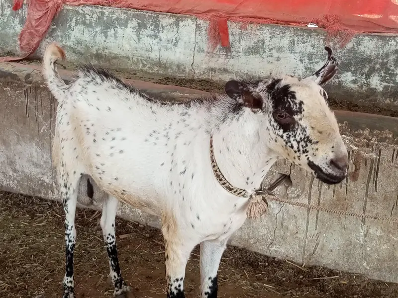 Breeding Goat