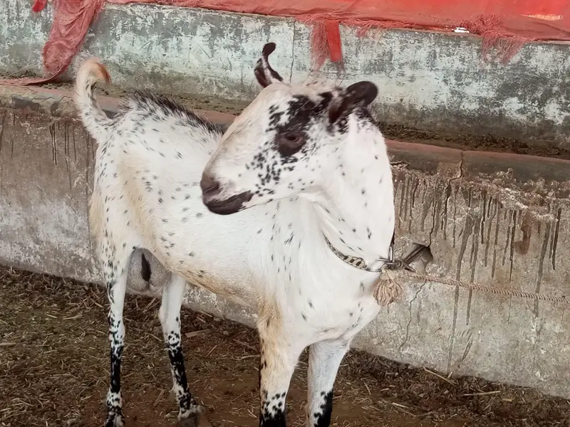 Breeding Goat — photo 2