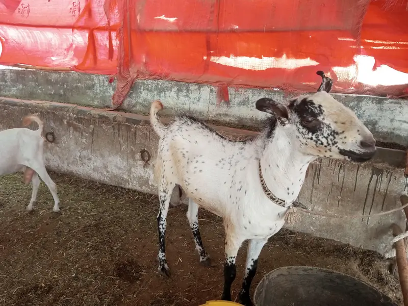 Breeding Goat — photo 3