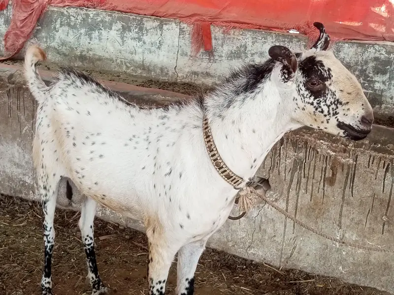 Breeding Goat — photo 4
