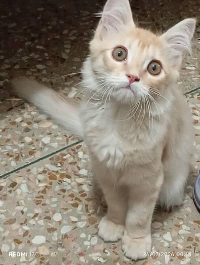 Kitten for adoption