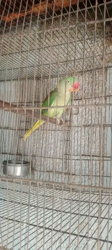 kashmiri raw parrot healthy and active for sale — photo 4