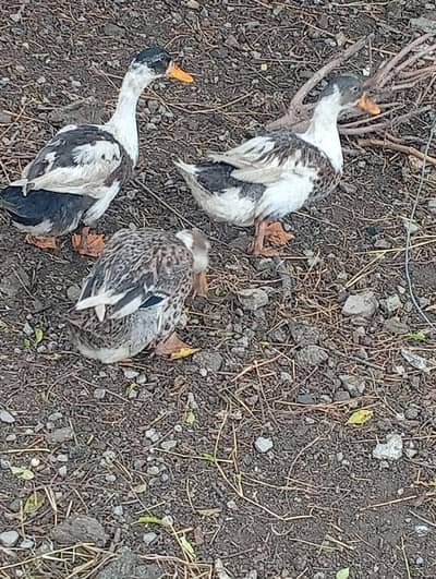 Ducks for sale