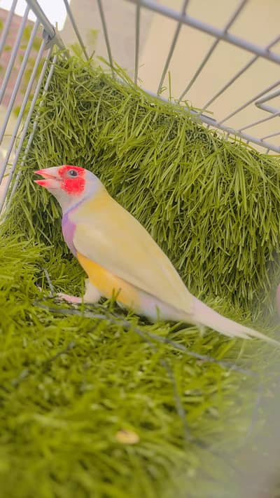 Lutino Goldian Breeder Pair