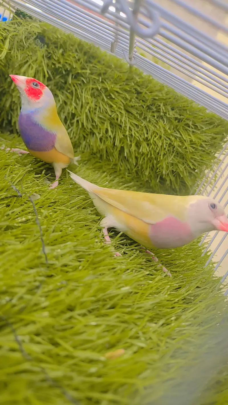 Lutino Goldian Breeder Pair — photo 2
