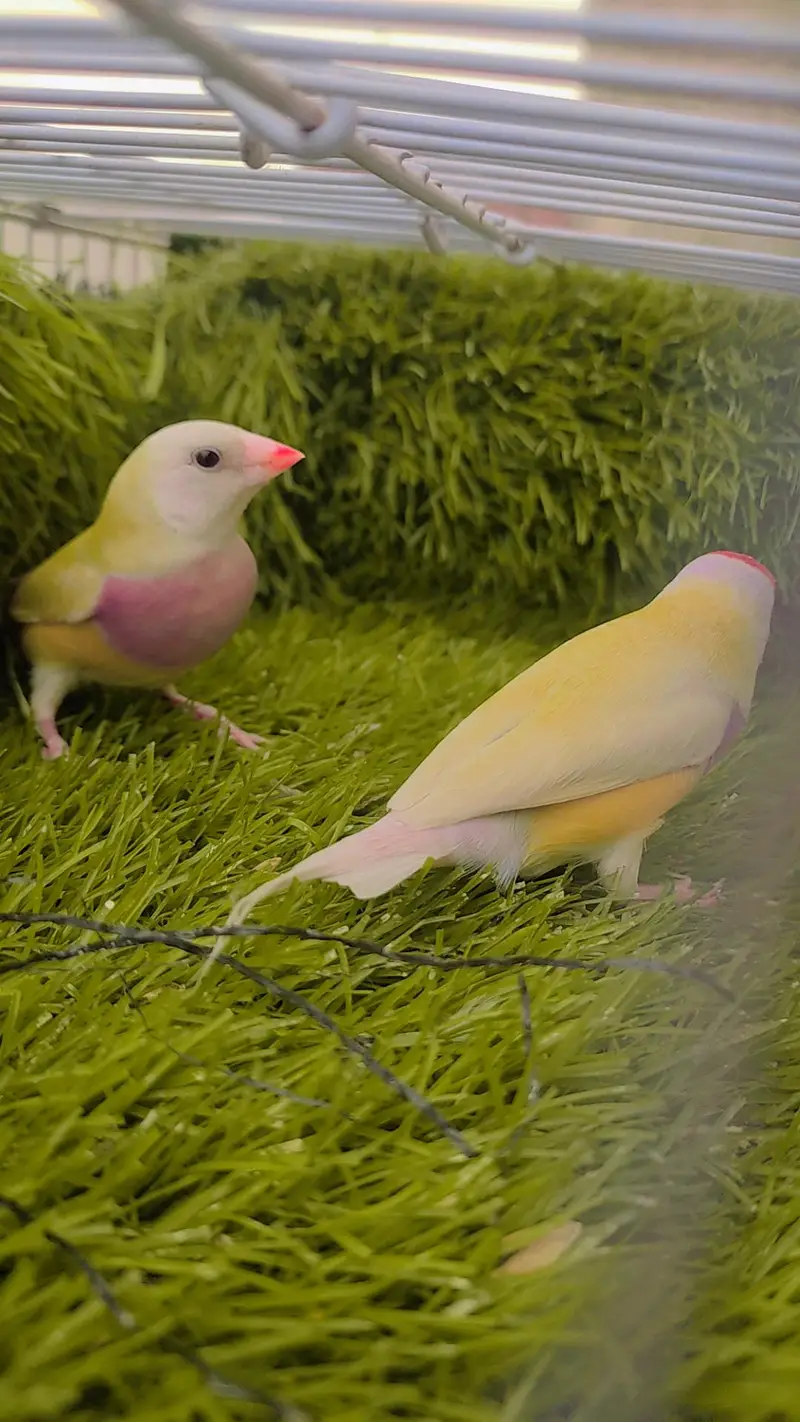 Lutino Goldian Breeder Pair — photo 3