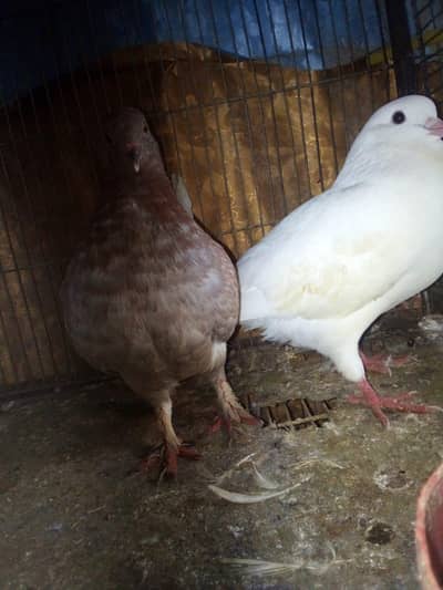 male king size female lakha