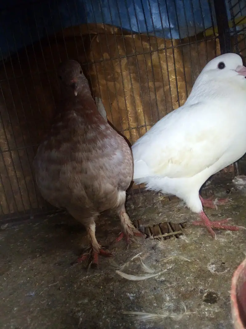 male king size female lakha
