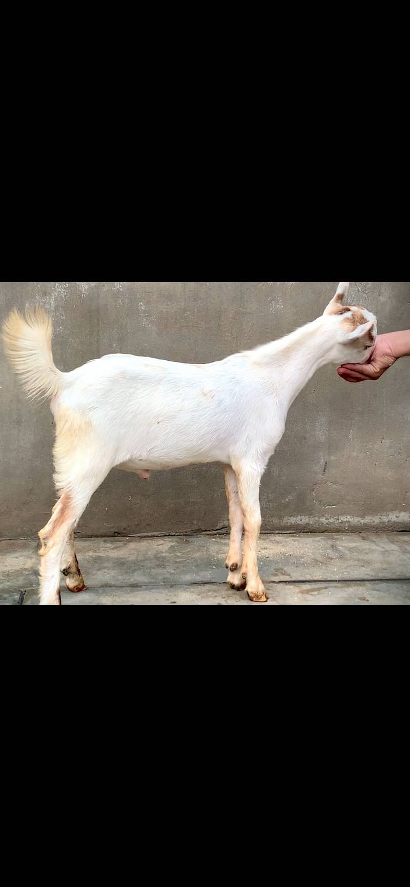 Tedda/teddi bakra 1