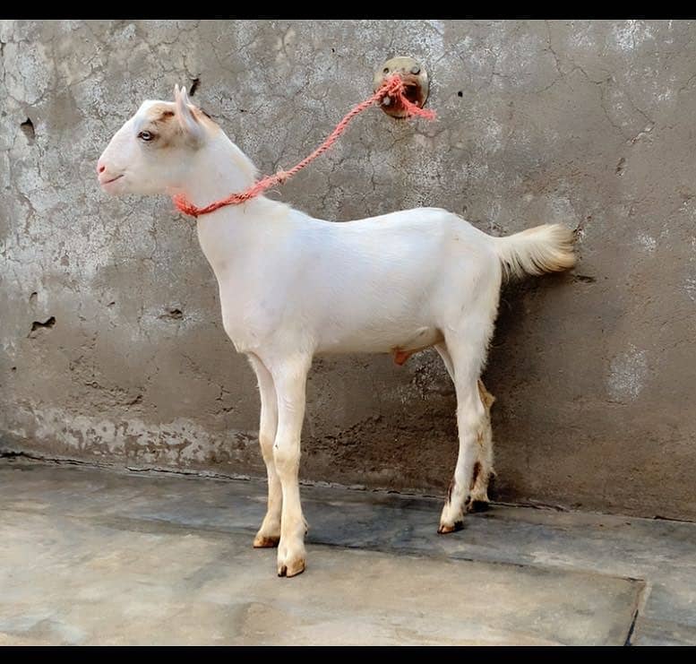 Tedda/teddi bakra 0