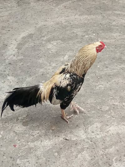 urgent sale