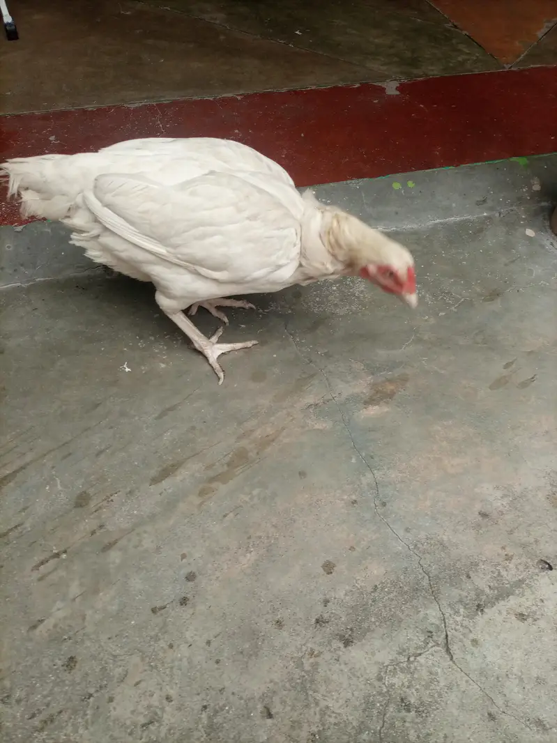urgent sale — photo 2