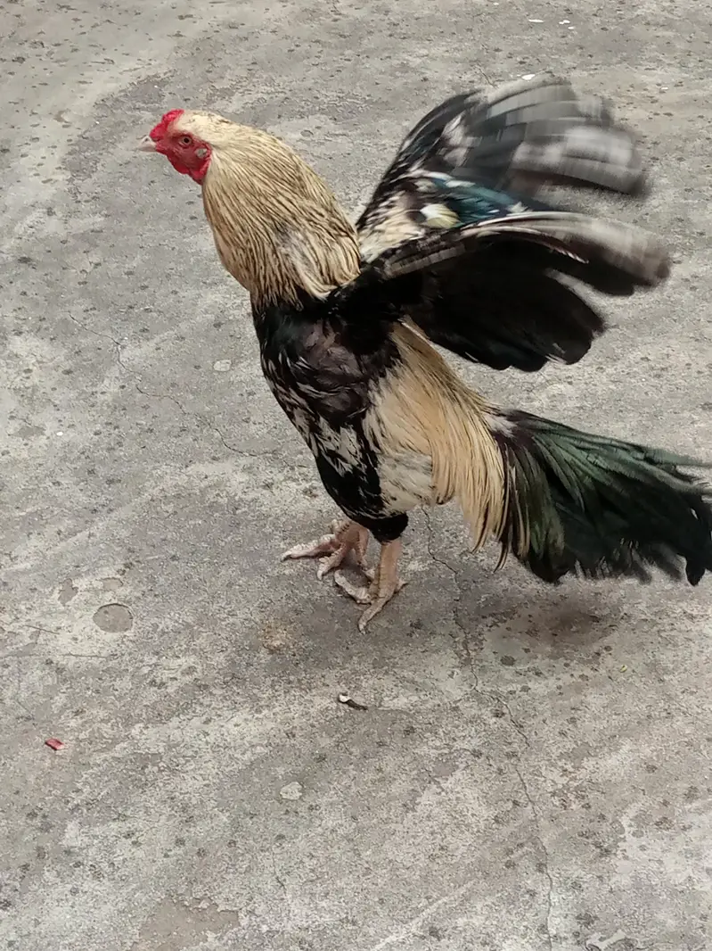 urgent sale — photo 3