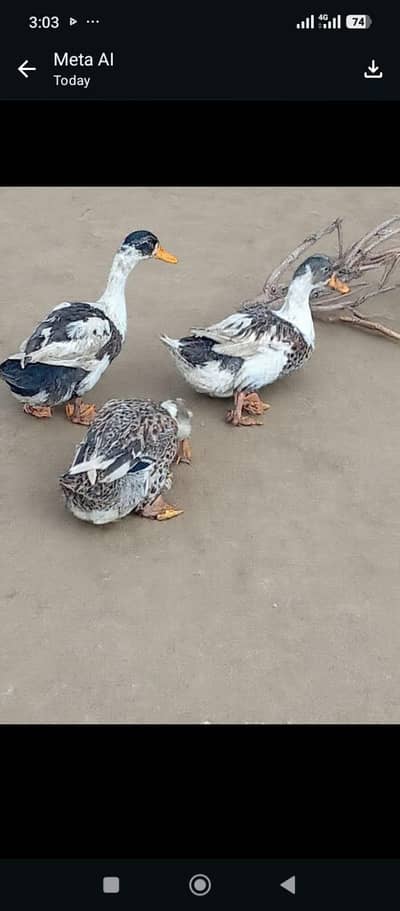 Ducks for sale