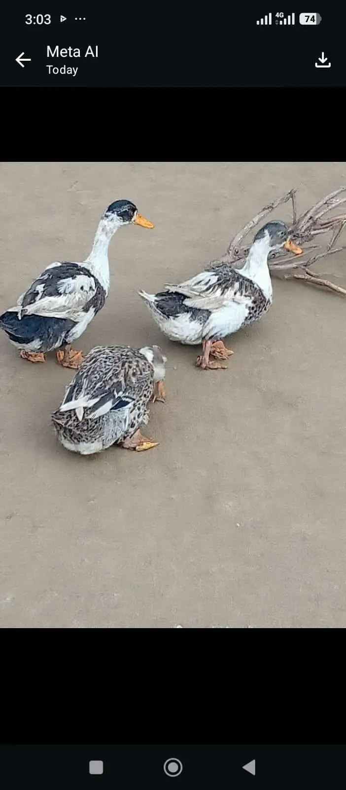 Ducks for sale