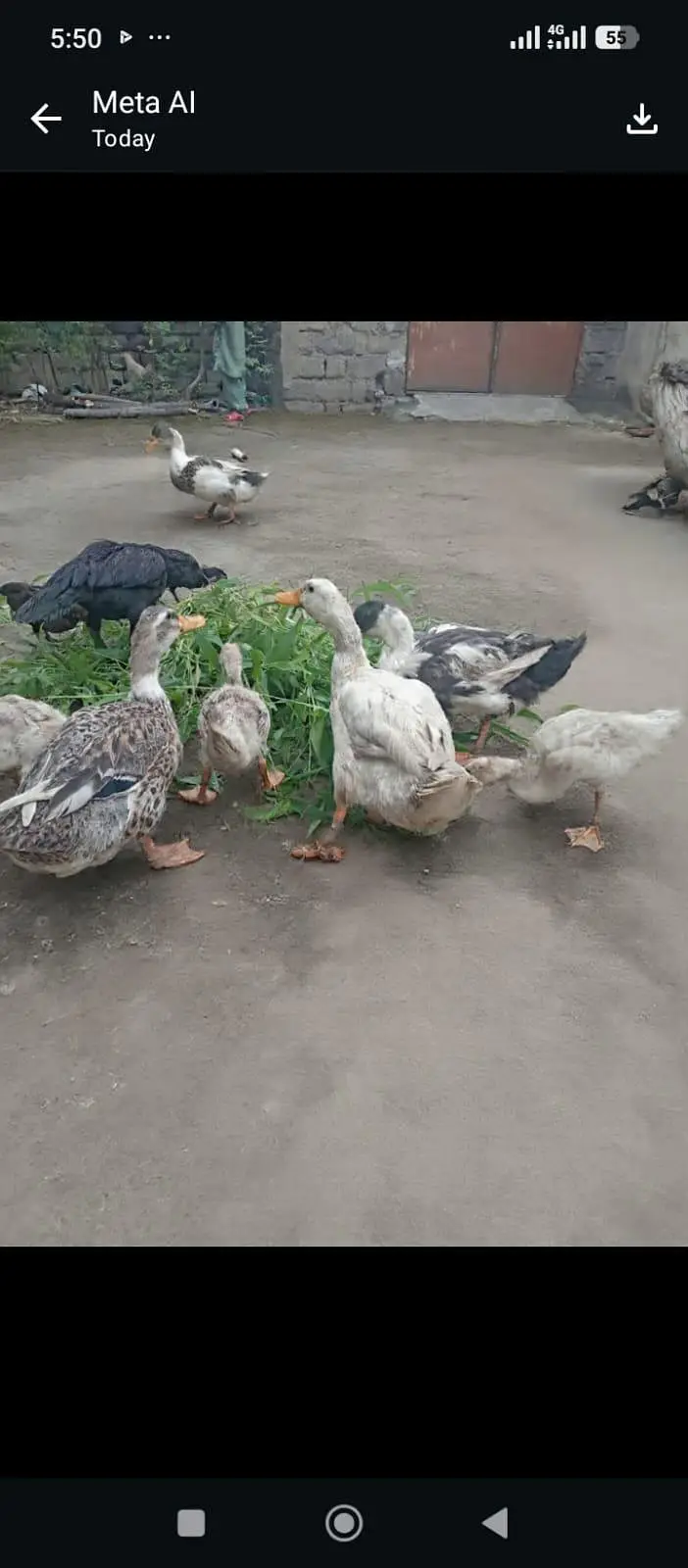 Ducks for sale — photo 3