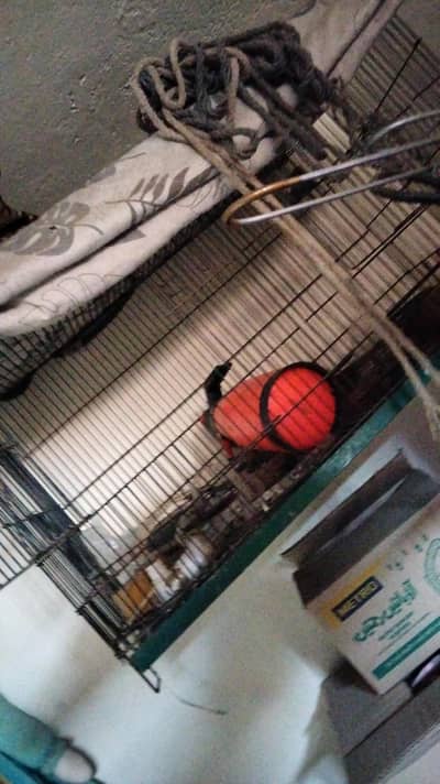 cages and cocktail box