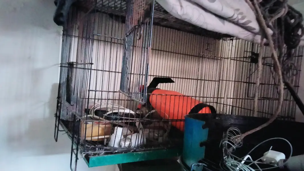 cages and cocktail box — photo 2