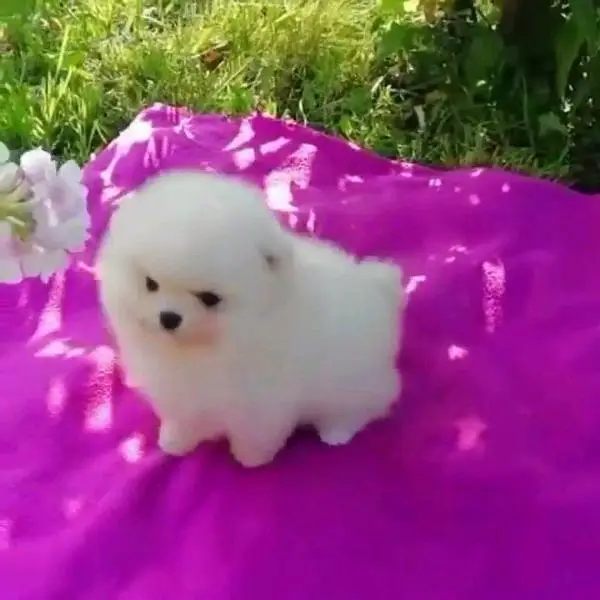 Pomeranian Russian puppies dog for sale — photo 7