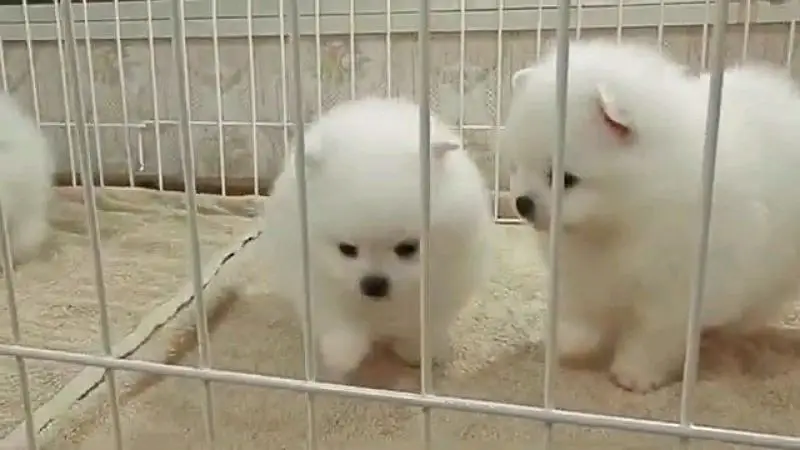 Pomeranian Russian puppies dog for sale — photo 8