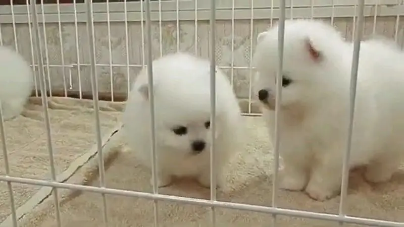 Pomeranian Russian puppies dog for sale — photo 9