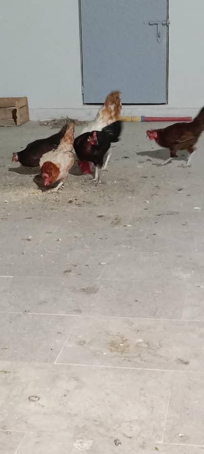 healthy and activ cock and hans whaite bhi bohat acha ha ghar ke pale