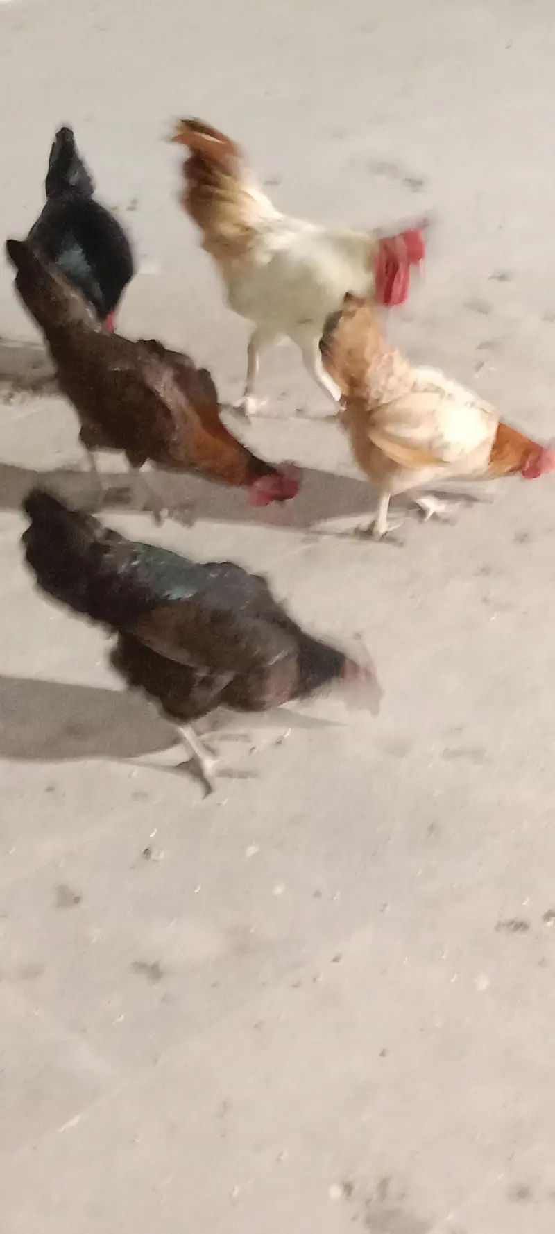 healthy and activ cock and hans whaite bhi bohat acha ha ghar ke pale — photo 2