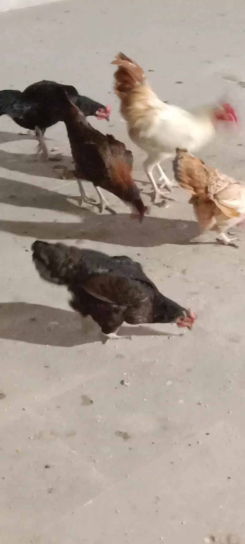 healthy and activ cock and hans whaite bhi bohat acha ha ghar ke pale — photo 3
