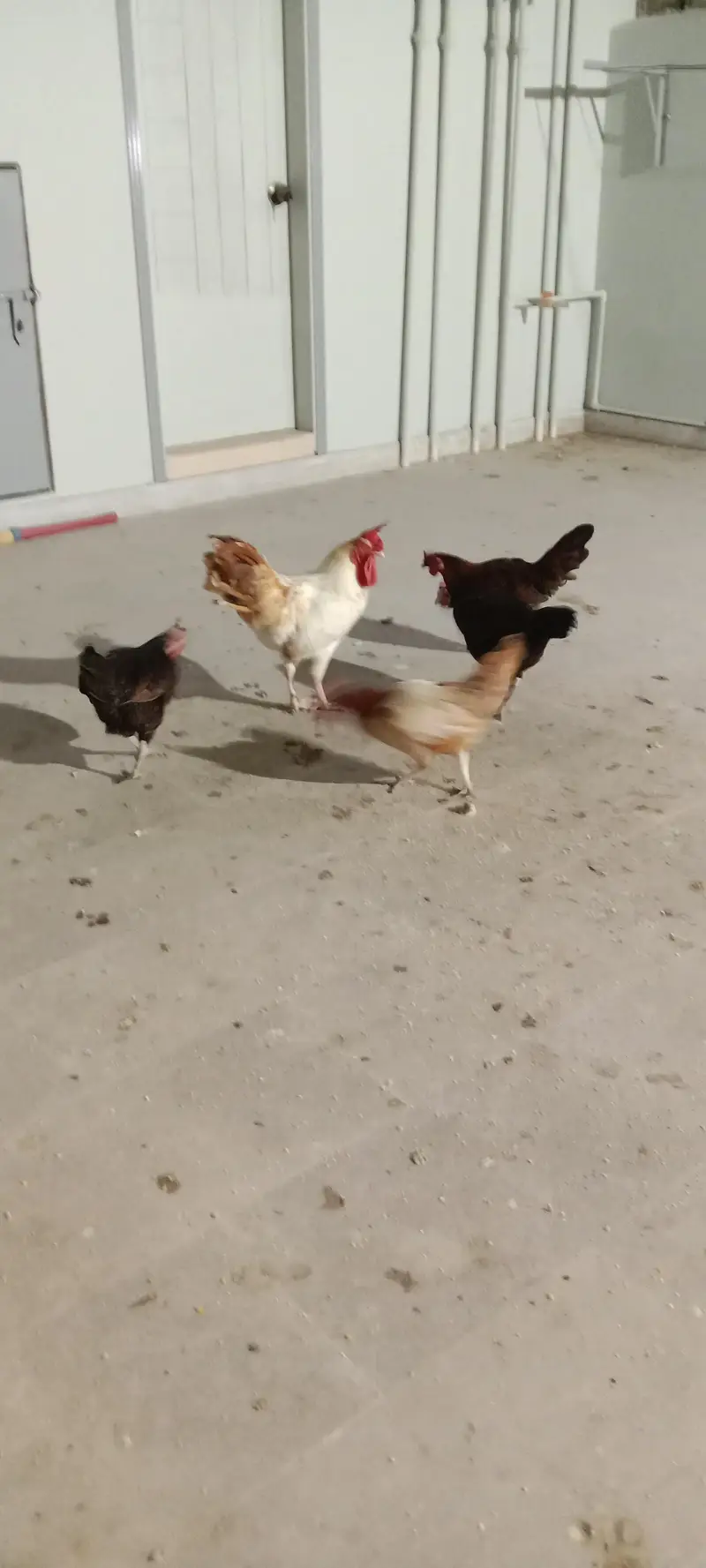 healthy and activ cock and hans whaite bhi bohat acha ha ghar ke pale — photo 4