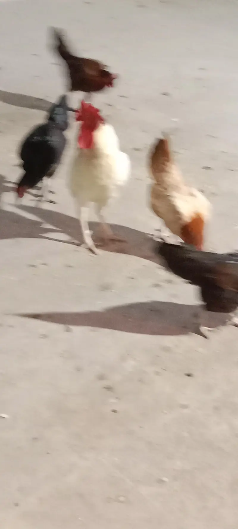 healthy and activ cock and hans whaite bhi bohat acha ha ghar ke pale — photo 5